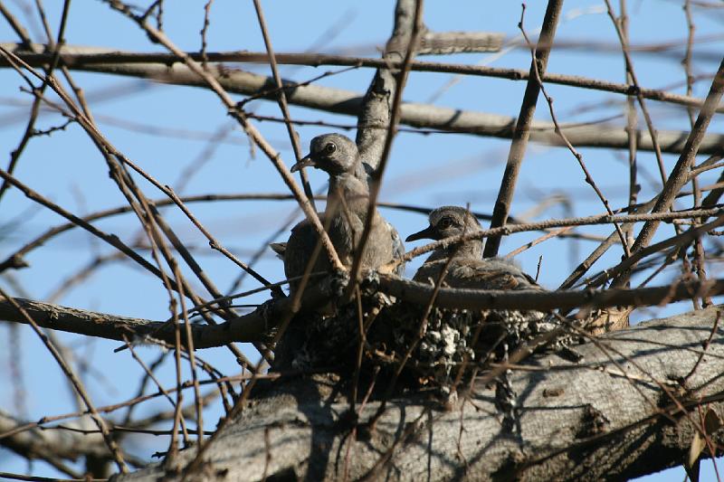 frieda 013.jpg - Rooiborsduifies babas op nes.. Die een duifie kyk wat aangaan